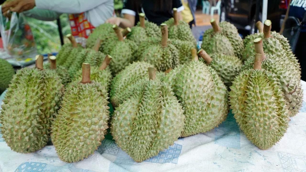 บุรีรัมย์หารือบริหารผลผลิตทุเรียนน้ำแร่และเชื่อมช่องทางตลาด