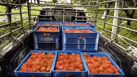 ตราดประสานเพิ่มจุดรับซื้อเงาะ รับมือปัญหาราคาผลผลิตตกต่ำ